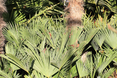 10 WAGNER WINDMILL PALM Dwarf Chusa Trachycarpus Fortunei Wagnerianus Tree Houseplant Seeds